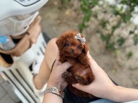 Orjinal Toy Poodle Yavrumuz