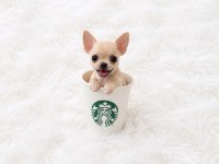 Cep boy WC eğitimli chihuahua