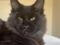 Her ile bizzat teslim xxl maine coon yavruları