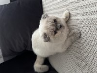 Scottish fold kedimiz
