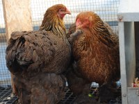 GOLD BRAHMA KULUÇKALIK YUMURTA & CİVCİV