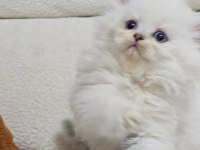 Muhteşem british longhair safkan yavrularım