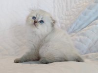 Dünyalar güzeli minik scottish fold kızımız