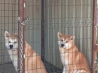 Erkek dişi japon akita