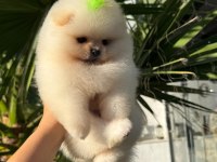 Mükemmel Korekan Teacup Pomeranian Boo