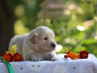 Golden Retriever Adrese Teslim Kapıda Ödeme Yapabilirsiniz