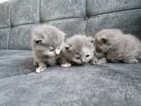 Yavrularımız scottish fold