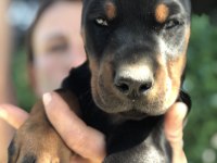 Avrupa kan katları Doberman yavrular