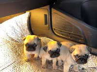 Pug mops bebekler