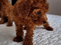Orjınal poodle yavruları