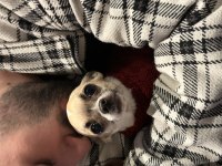 9 aylık dünyalar güzeli chihuahua
