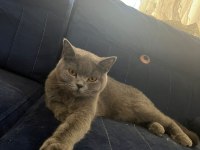 Kedimiz dumanla gümüş sahiplendirilecektir