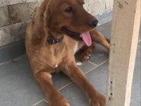 3 Yaşında Cocker Kızımız Yeni Yuvasını Arıyor