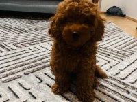 Red Brown Sağlıklı Toy Poodle Yavrumuz
