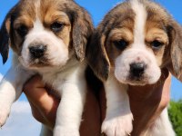 Mini boy elizabeth beagle bebekler