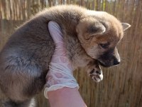 Shiba Inu, nadir, safkan,asil