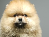 Pomeranian boo YAVRULARIMIZ ırk ve sağlık garantili