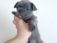 A Kalite Blue French Bulldog yavrumuz