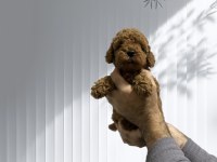 Toy poodle orjinal