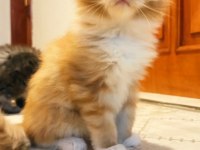 İlloai ve Arthur yavruları hepsi şampiyon adayı maine coon