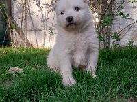 Bir-birinden güzel rus samoyed yavrular