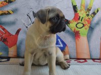3 adet dişi pug bebek