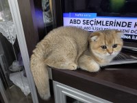 Golden Scottish Fold Erkek Yavru