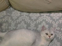 BRİTİSH SHORTHAİR DİŞİ ŞECERELİ 6 AYLIK