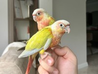 SUNCHEEK KONUR BEBEKLER