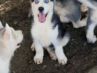 Sibirya kurdu Husky yavrularımız