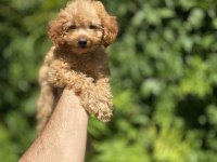 Çok Sevimli ve Oyuncu Toy Poodle Yavrumuz