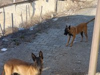 Belçika Kurdu