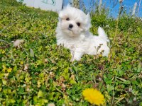 MiniBoy Kore Kanı Maltese Bebekler -- Sun Kennels