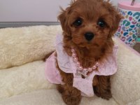 Maltipoo Kore