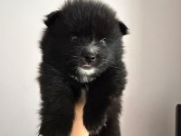 2 Aylık Pomeranian Alman Spitz