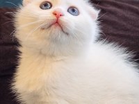 Yüzde yüz safkan scottish fold yavrular