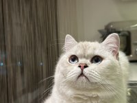 Mavi Gözlü British Shorthair Kedimiz Yuva Arıyor