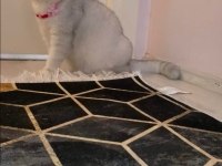 Scottish fold dişi