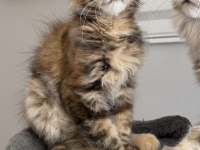 MCO dişi kahverengi Tortie Maine Coon