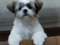 4 AYLIK AŞILARI TAMAM ÇİPLİ SHİH TZU