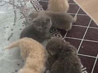 Kedilerim sahiplerini bekliyor