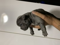 BLUE FRENCH BULLDOG