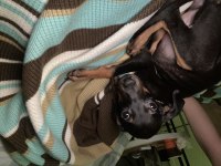 Doberman köpeği yavru