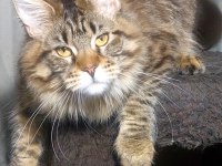 Full Şecereli Maine Coon Ünvanlı Ebeveynlerden