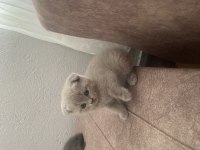 Scottish Fold Yavrumuz