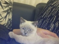 Saf kan eğitimleri tam british shorthair