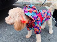 Poodle Yuvam olmak istermisin