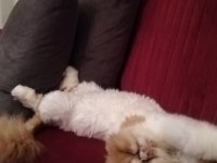 1 yaşında erkek kedişimiz exotic
