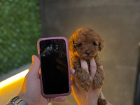 Micro Teacup Kore Poodle Yavrularımız
