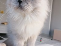kısır çipsiz british longhair